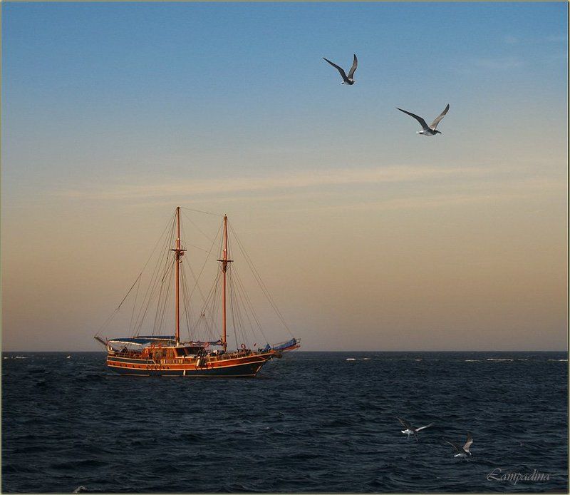 красное море, судан, яхта, чайки, вечер Все подружки по парам... или Суданский натуральный градиент... фото превью