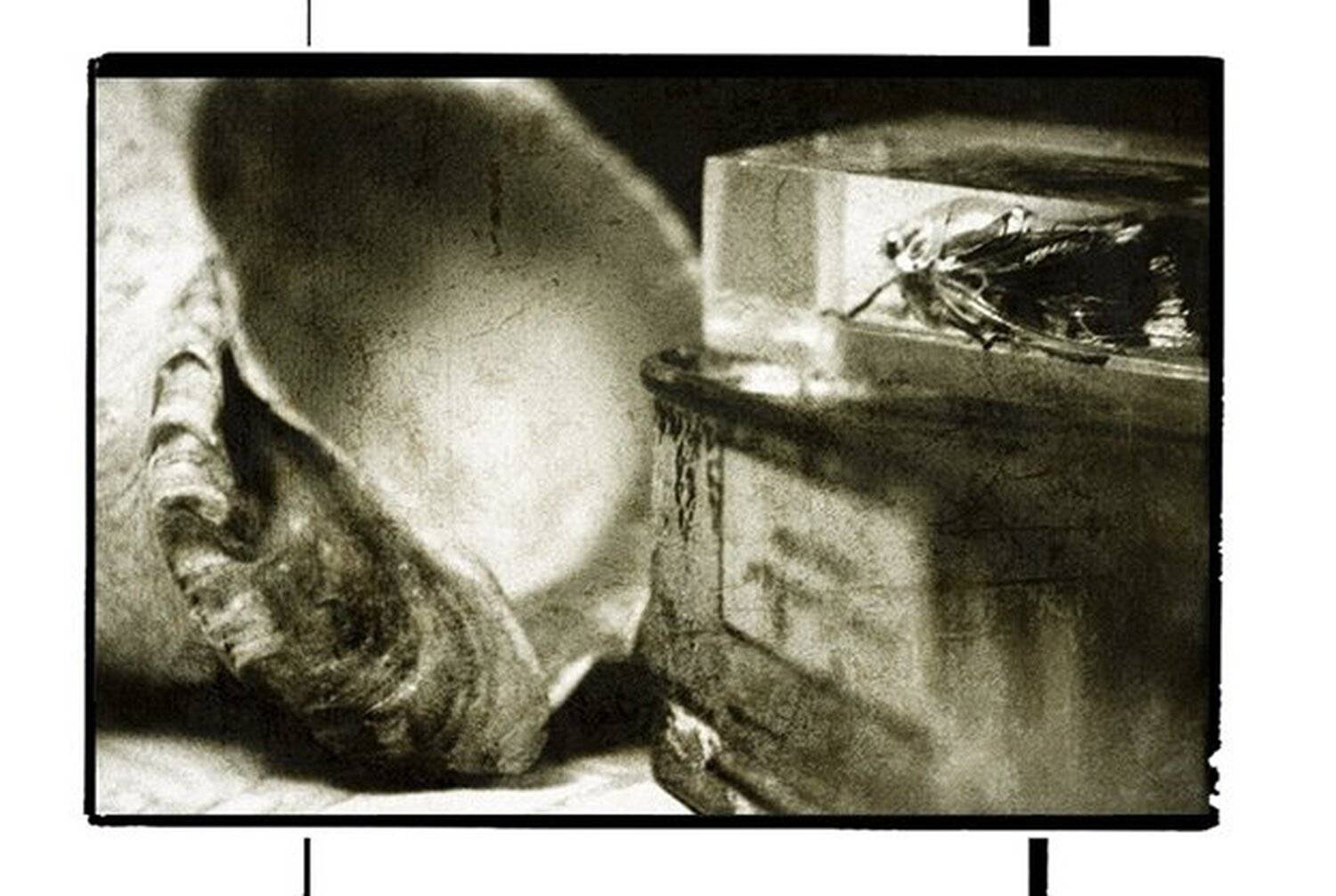 Крошка Цахес.. Автор: Singla , Singla