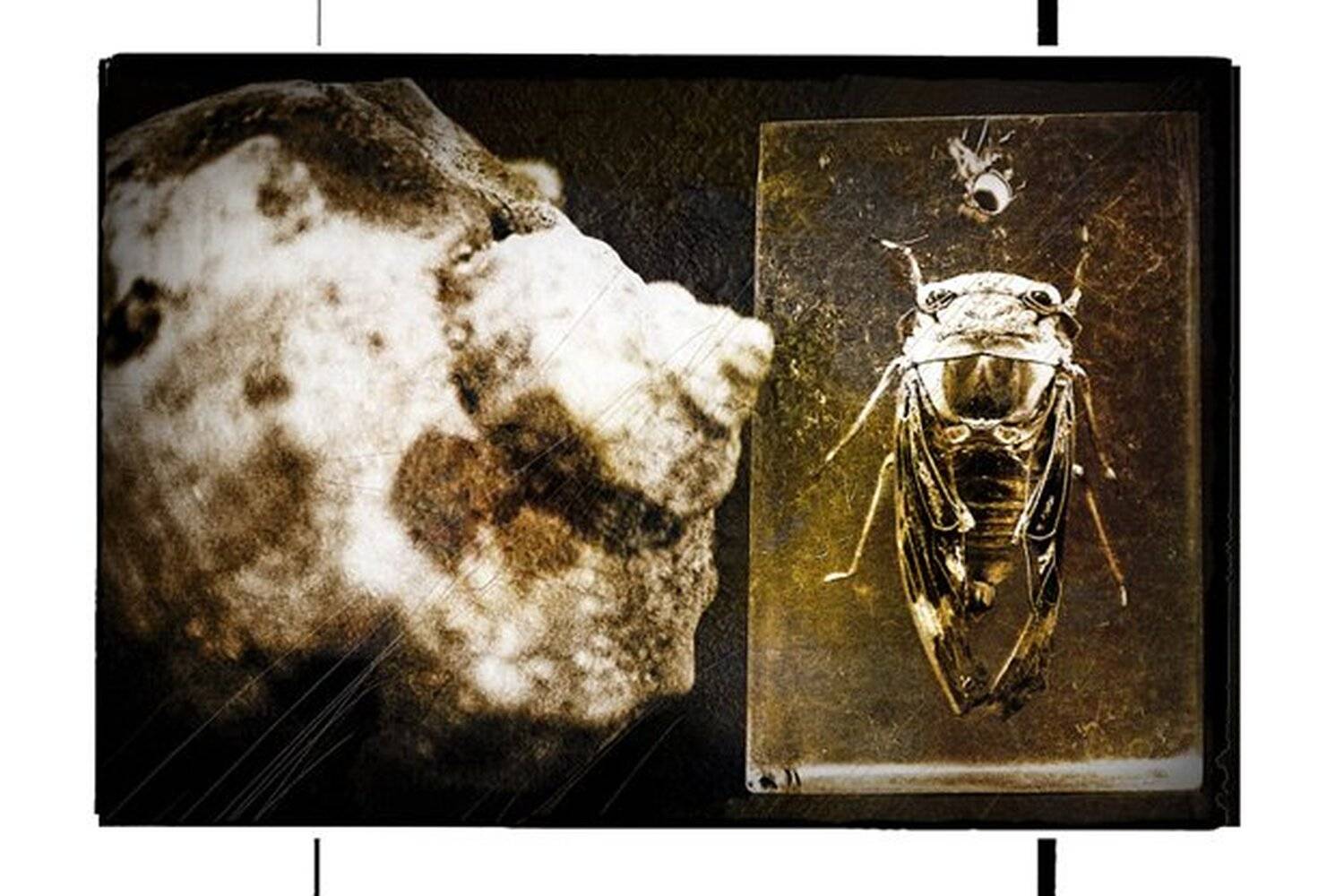 Крошка Цахес.. Автор: Singla , Singla