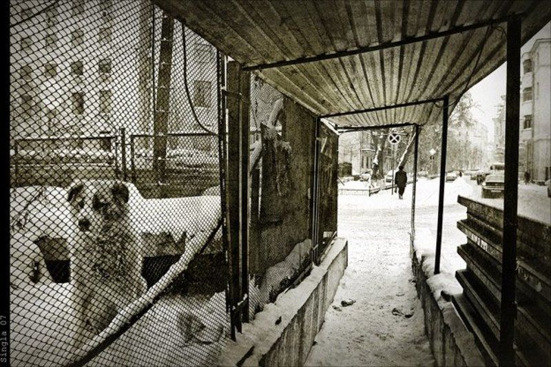 Мир глазами собак.photo preview