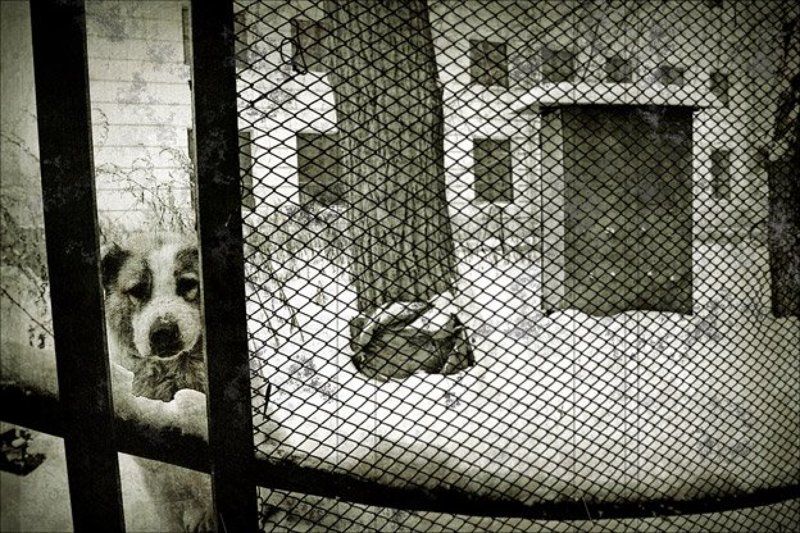 Жизнь как сон.photo preview