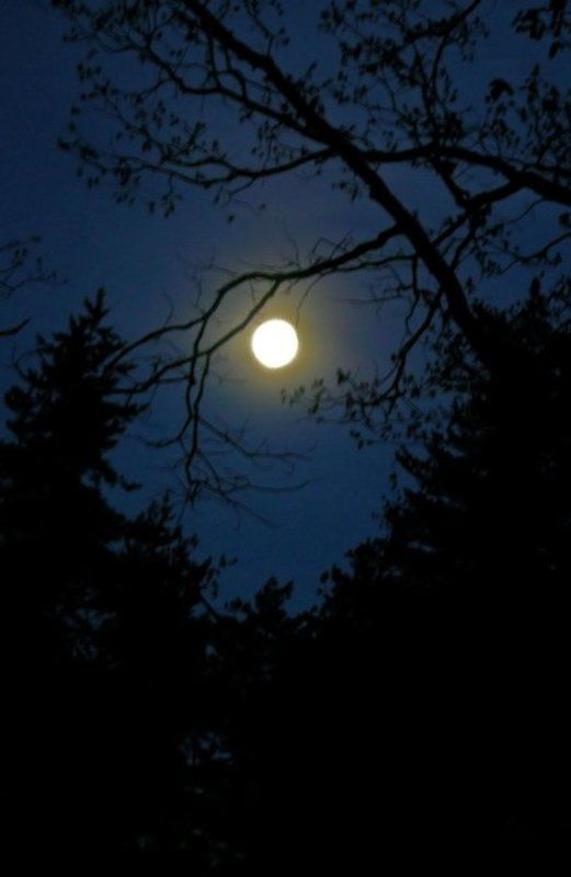 луна, ночь Ночь в лесуphoto preview