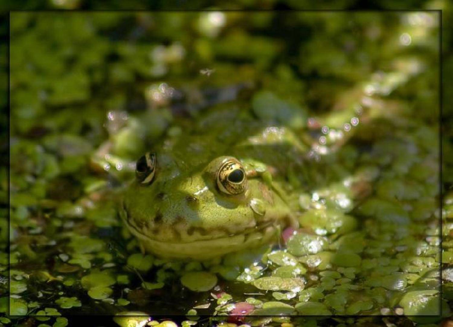 про лягушко..., tracker70