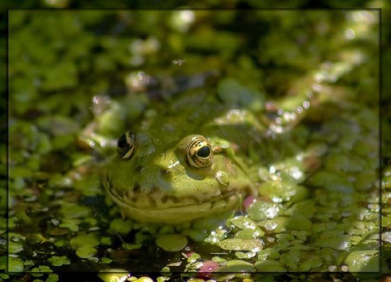 про лягушко... photo preview