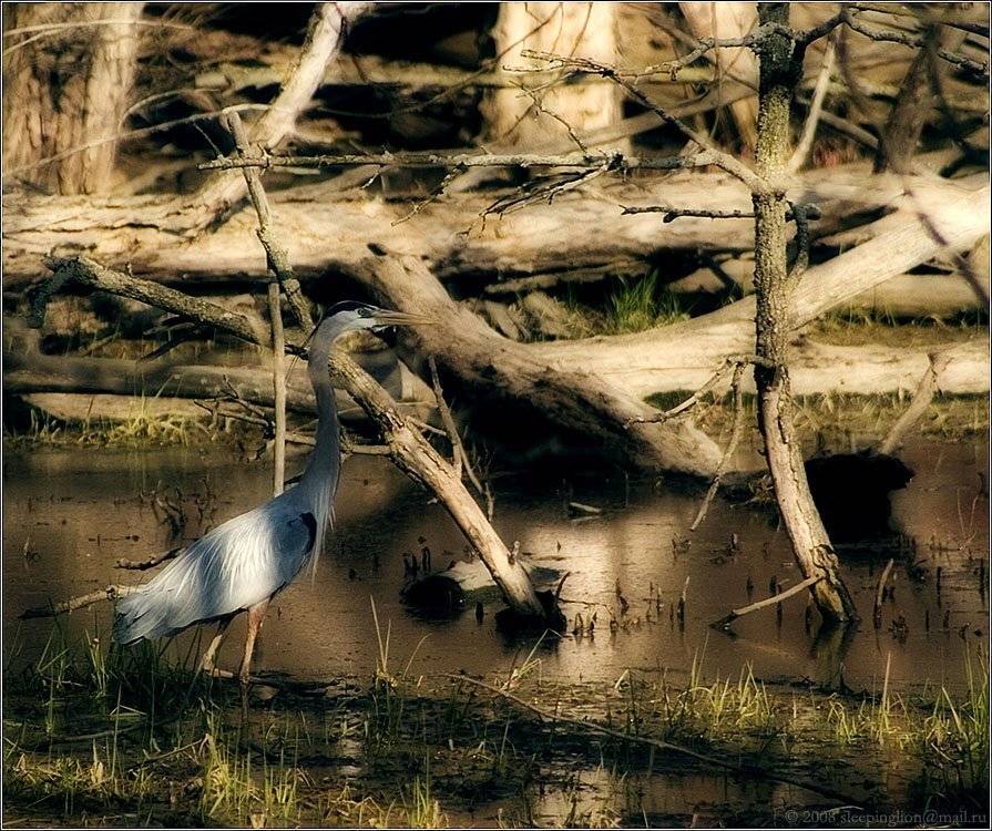 pilgrim, природа, nature, Pilgrim