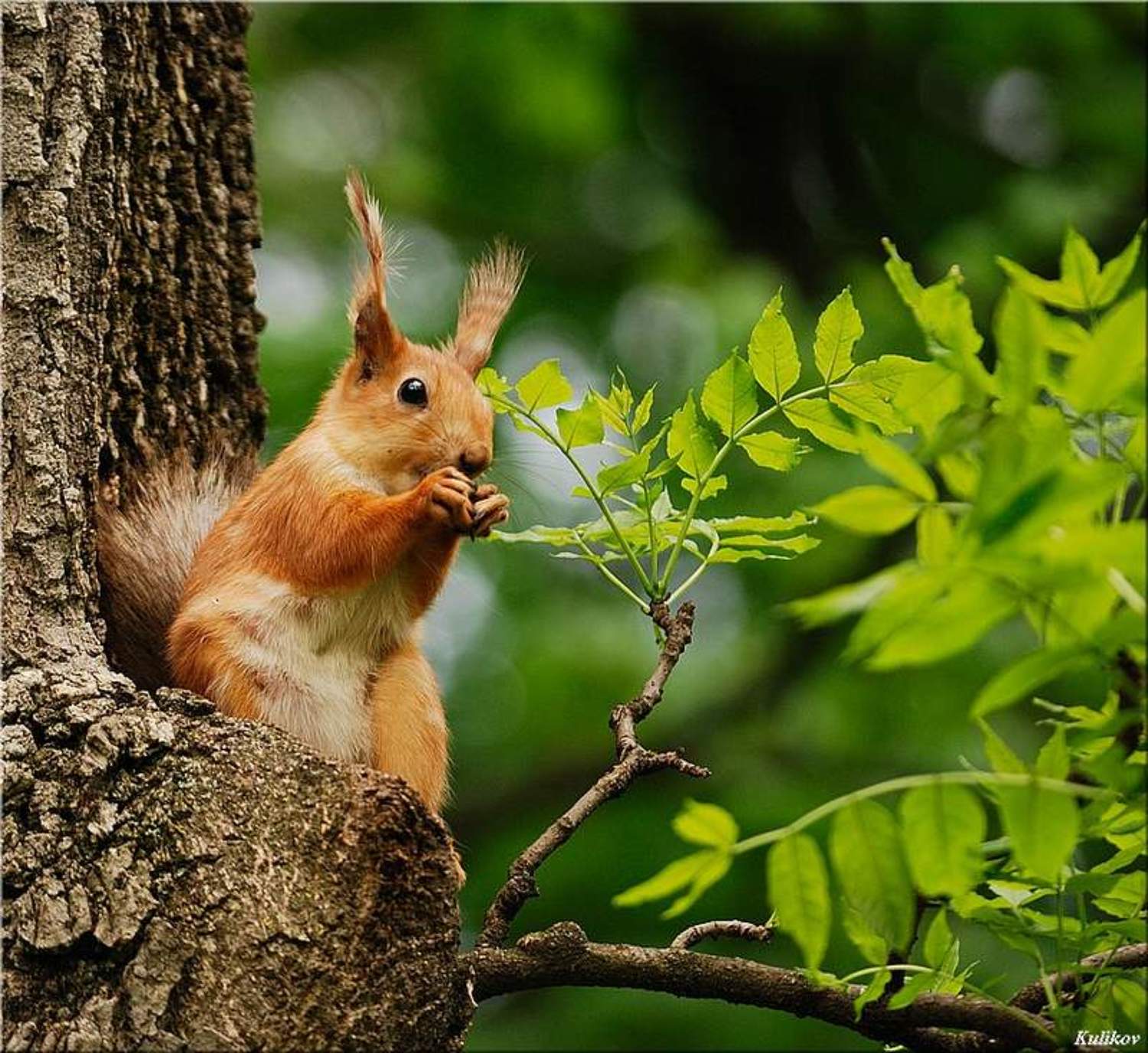 , Куликов Александр