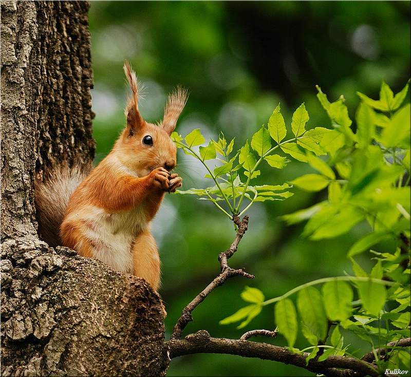 Кисловодский бельЧонокphoto preview