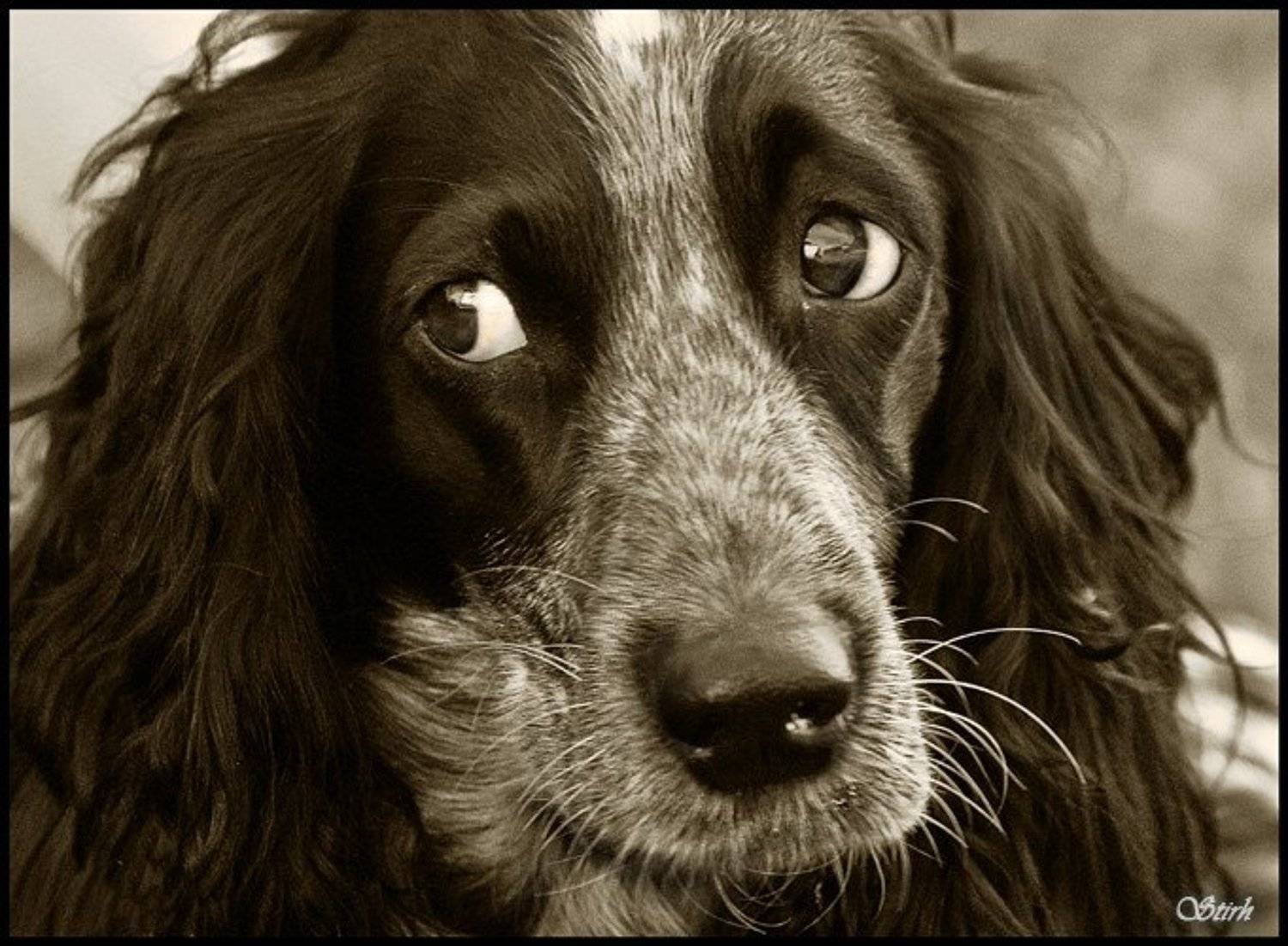 @. Автор: Михаил Евстратов @ собака глаза чб животные потрет, Михаил Евстратов