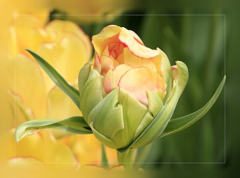 саше путеву в день рождения с самыми наилучшими пожеланиями!!! САША, С ДНЕМ РОЖДЕНИЯ ТЕБЯ!!!photo preview