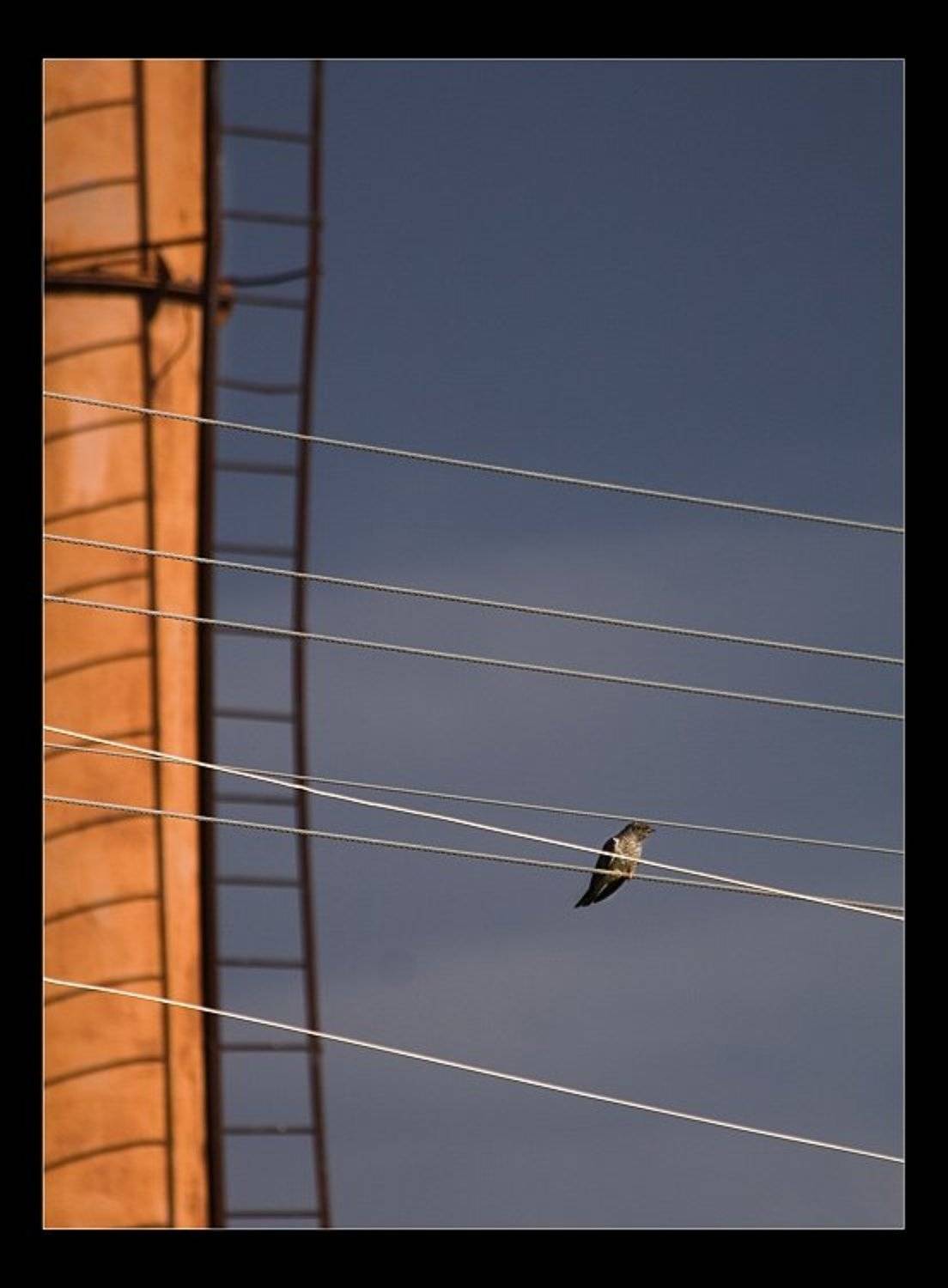 ноты для кукушки. Автор: smie провода, струны, птица, кукушка, smie