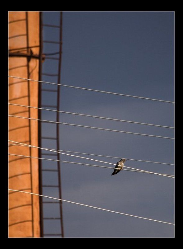 провода, струны, птица, кукушка ноты для кукушкиphoto preview