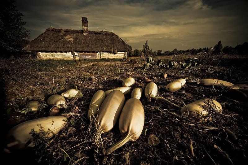 осень, пейзаж, кабачки кабачки... фото превью