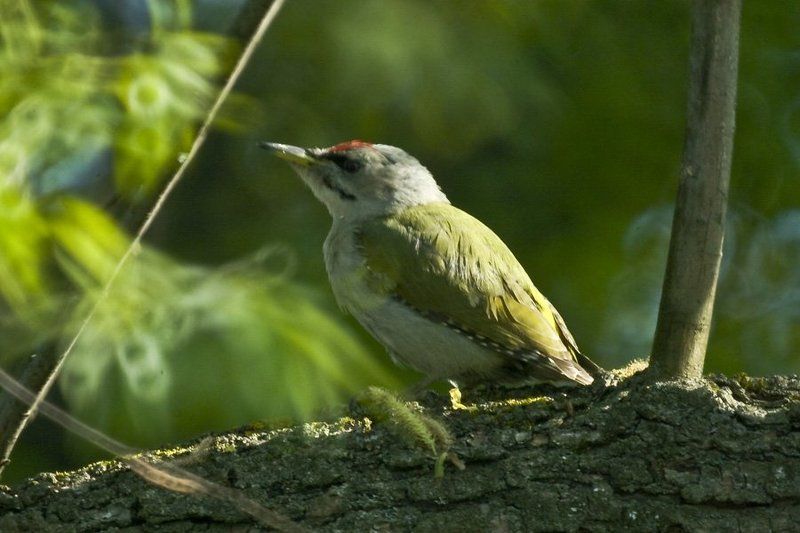 рубинар 1000 макро Из дальнобойного ;)photo preview