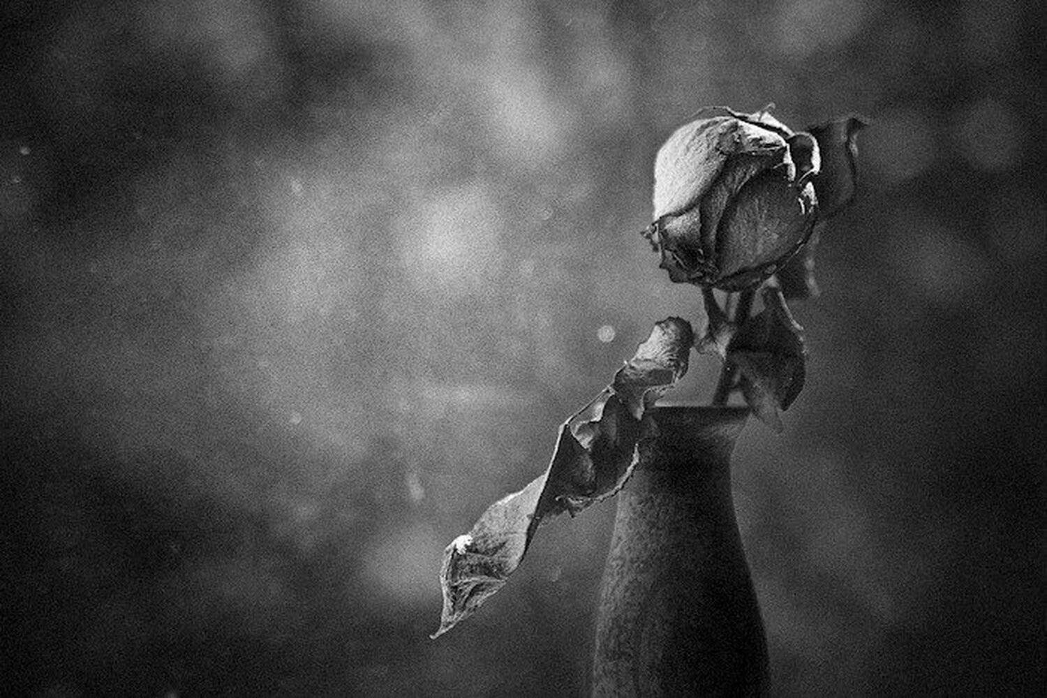 @-->-. Автор: Алексей А. Гузеев это - не натюрморт, это жанр., Алексей А. Гузеев