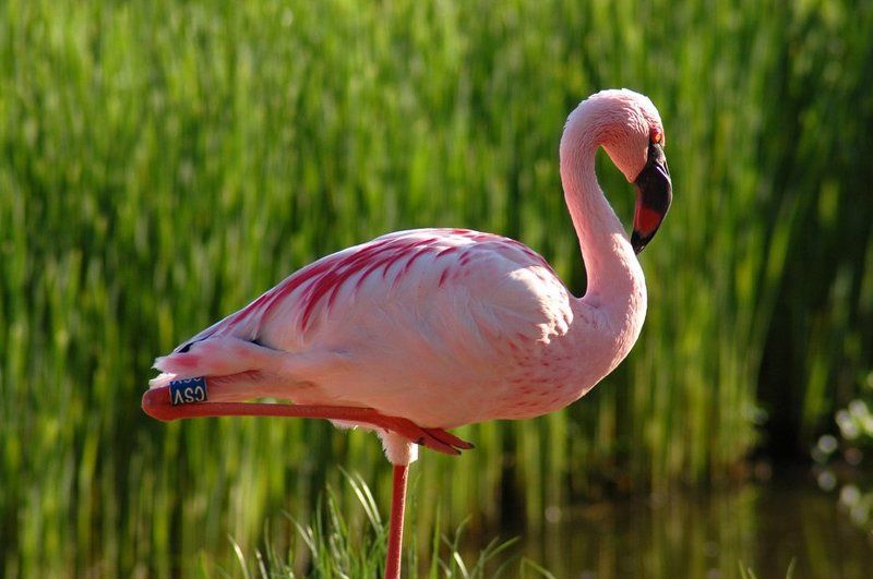 фламинго, зоопарк в зоопаркеphoto preview