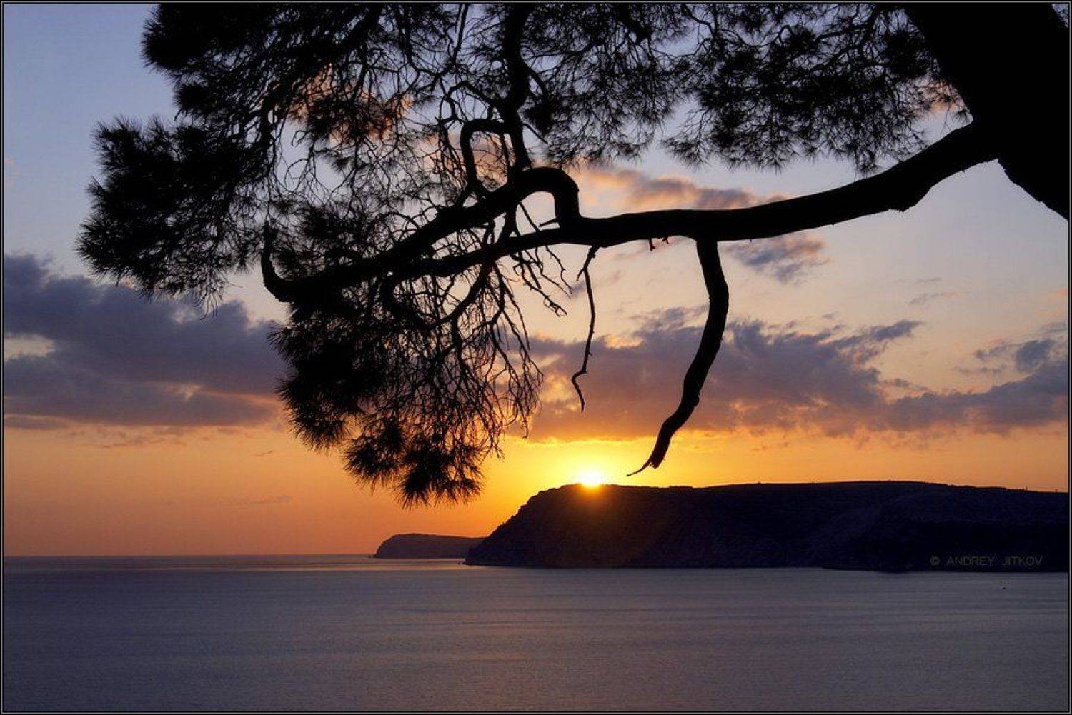 крым, закат, солнце, сосна, море, небо, пейзаж, Андрей Житков
