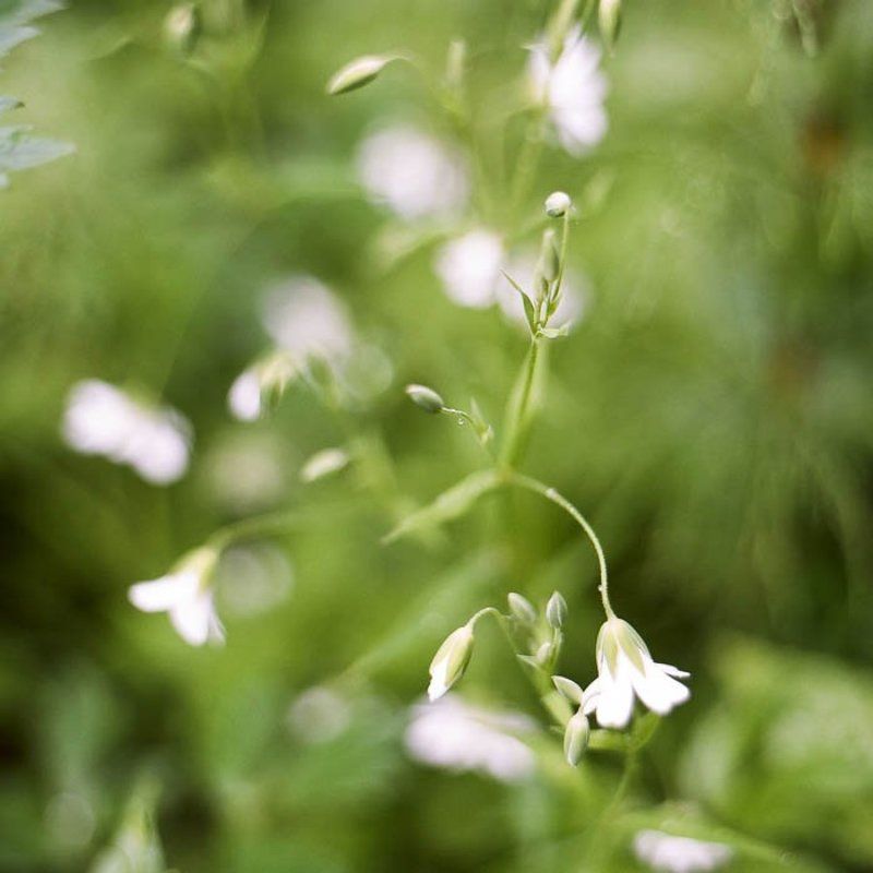 6x6, 120, киев-6с, волна-3, kodak porta 160 vc ***photo preview