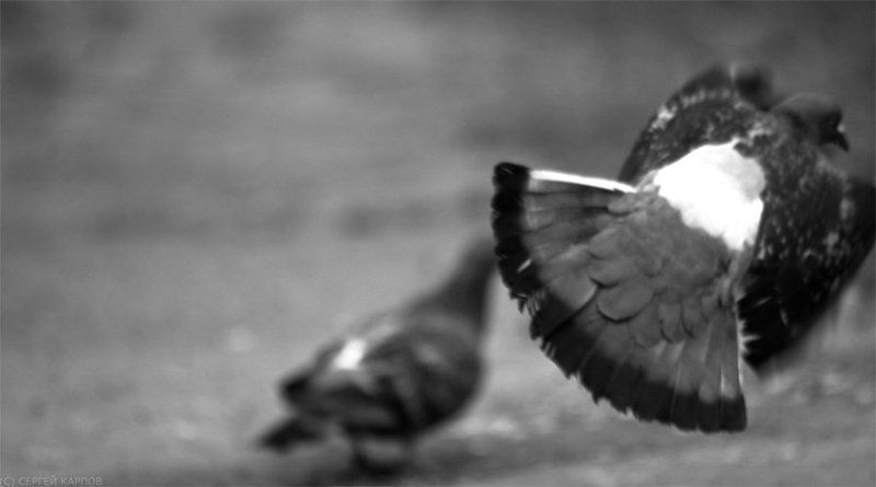 go, out Go outphoto preview