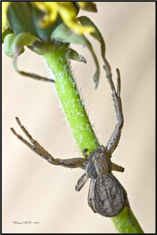 Парикмахер. Автор: Качурин Алексей пауки,качурин алексей,макро, Качурин Алексей