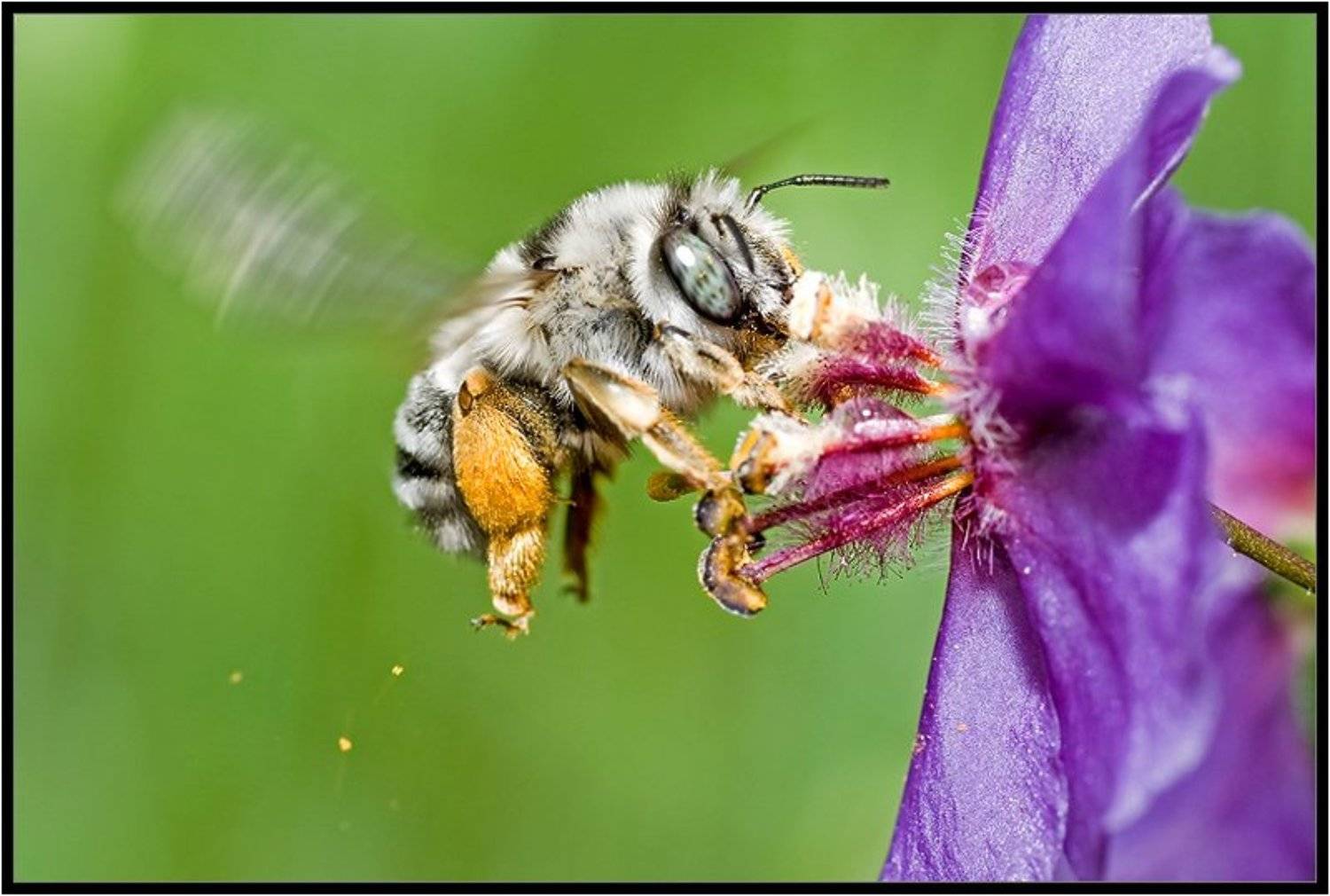 Роняя пыльцу. Автор: Качурин Алексей макро,пчёла,качурин алексей,опыление,цветы, Качурин Алексей