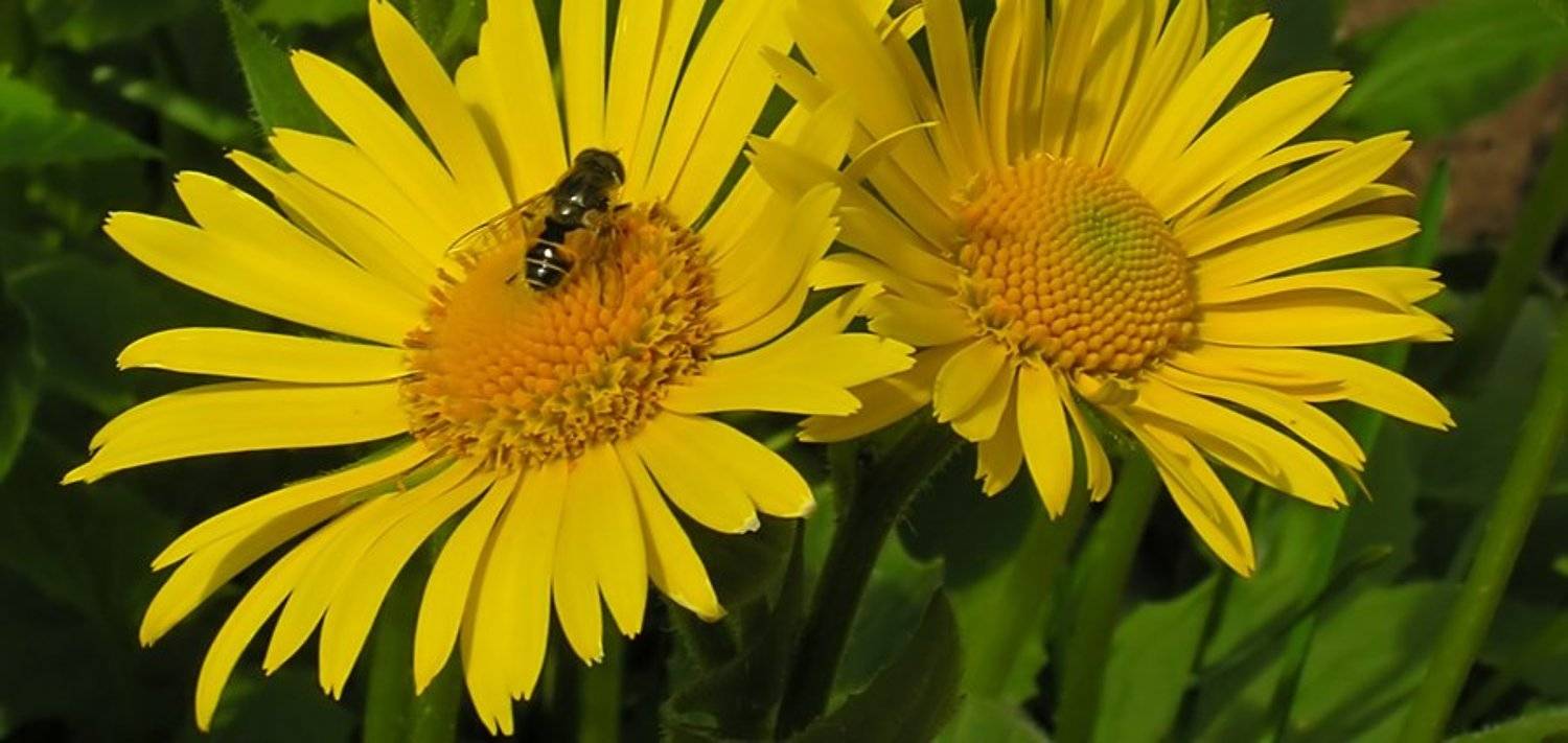 Желтые цветы. Автор: Tatiana Rozanova цветы, насекомое, желтый, Tatiana Rozanova