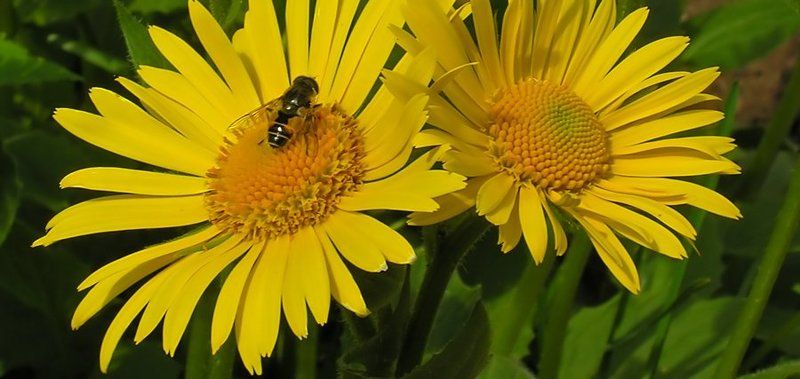 цветы, насекомое, желтый Желтые цветыphoto preview