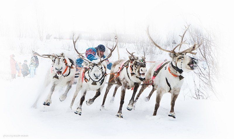 ~ Про наездника из тундры и его верных друзейphoto preview