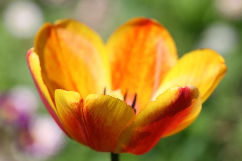 тюльпан, желтый, красный, весна, цветок весна_яркаяphoto preview