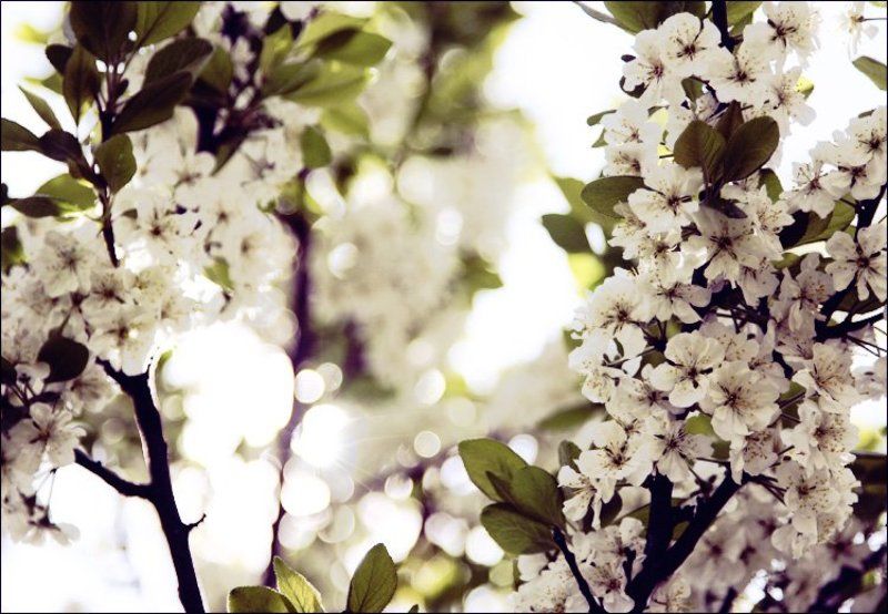 sun, shine, свет Shinephoto preview