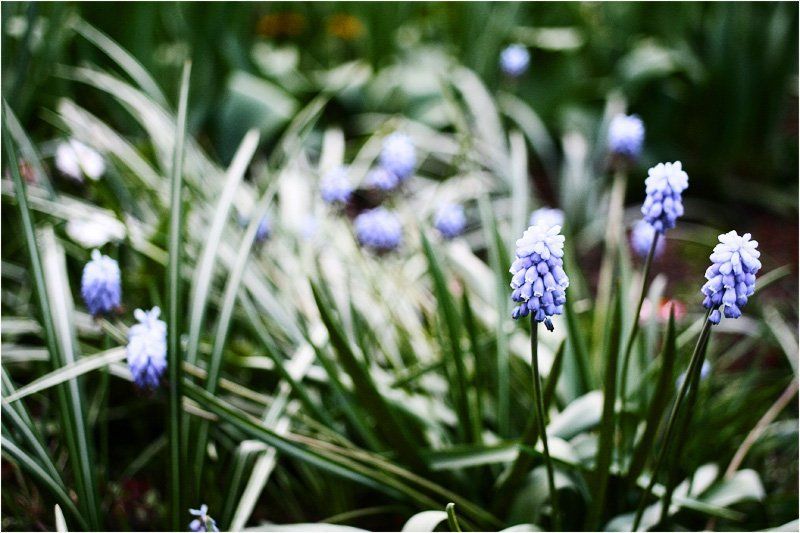 green, blue, flowers G&Bphoto preview