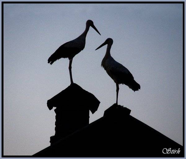 журавли птицы деревня область природа, Михаил Евстратов