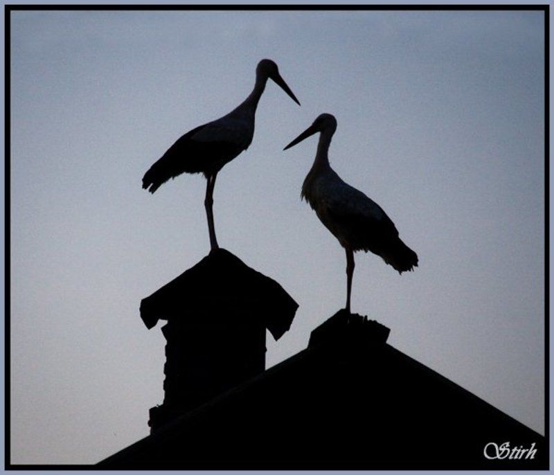 журавли птицы деревня область природа На крыше дома твоего...photo preview