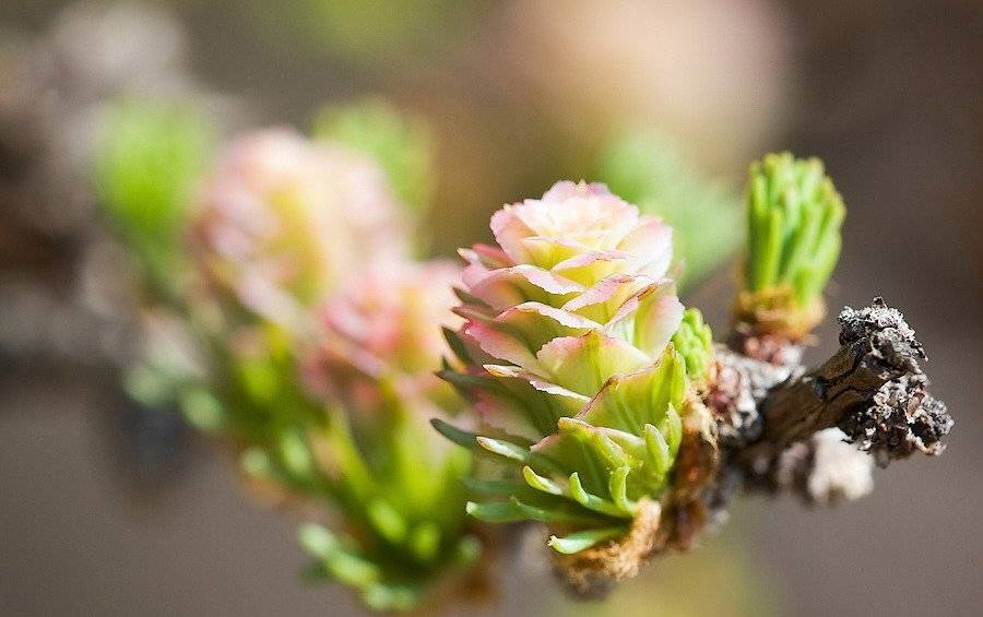 ...весенняя. Автор: Sir Fisher sirfisher магадан, Sir Fisher