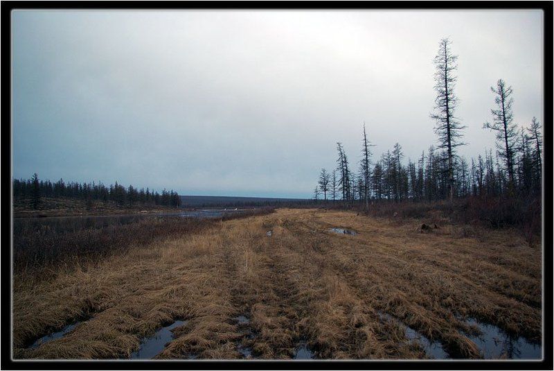 река,берег,тайга,ночь,весна Белая ночьphoto preview