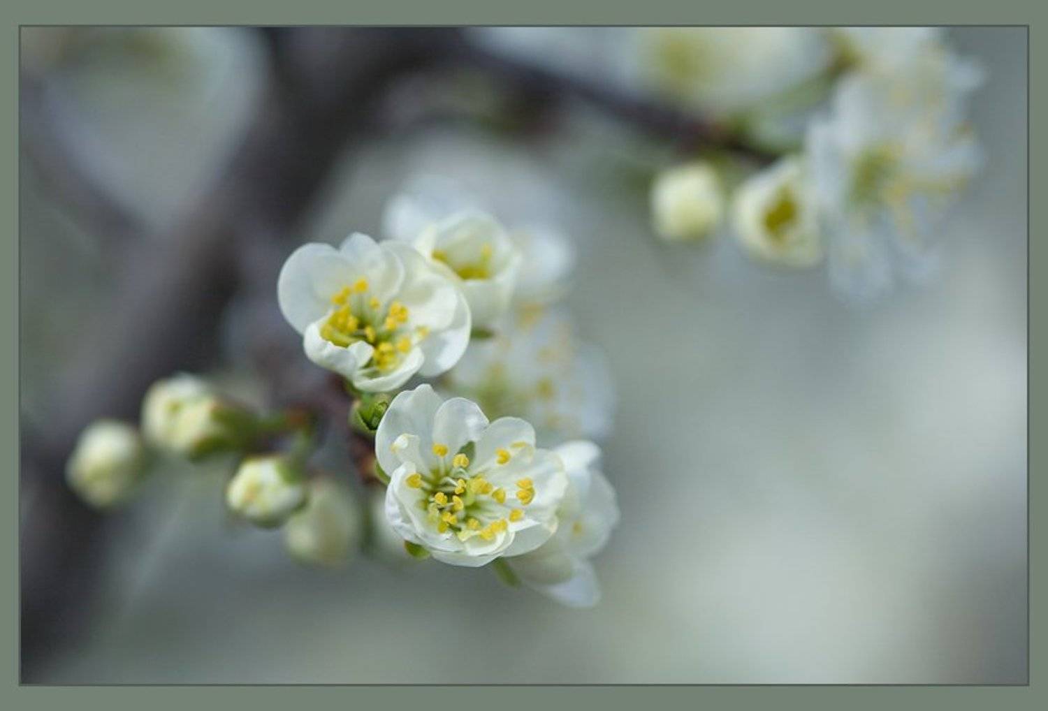 Цветение. Автор: Basil G , Basil G