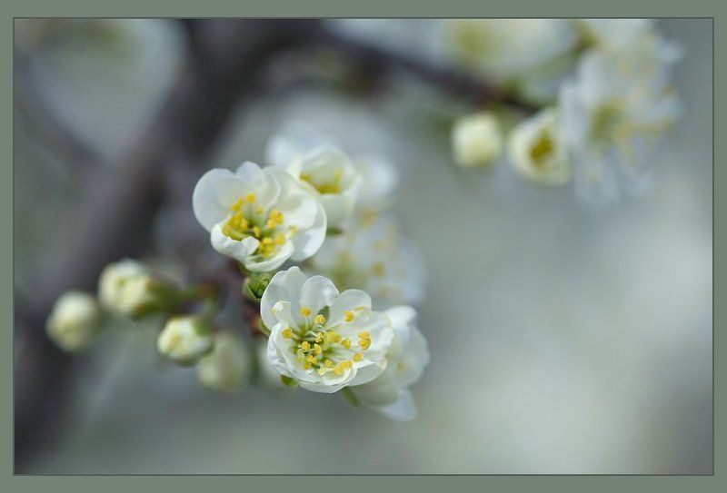 Цветениеphoto preview