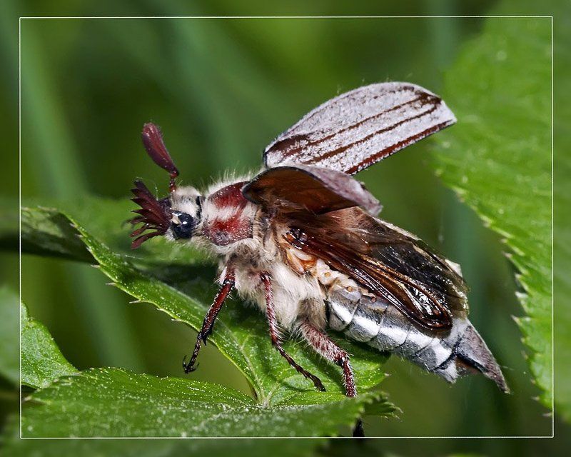 майский жук Кто - куда,мы в \