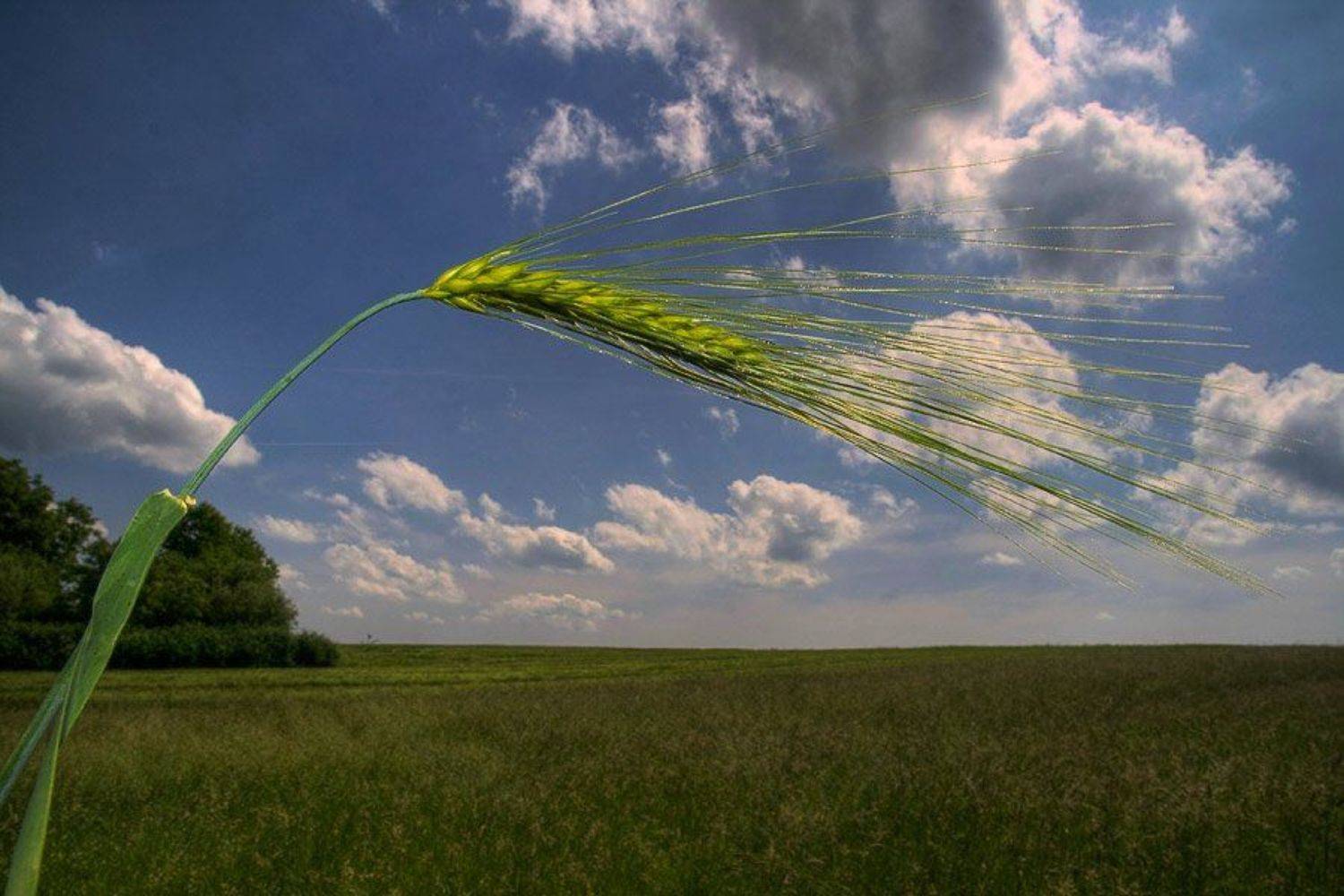 про поле и колосок, tracker70