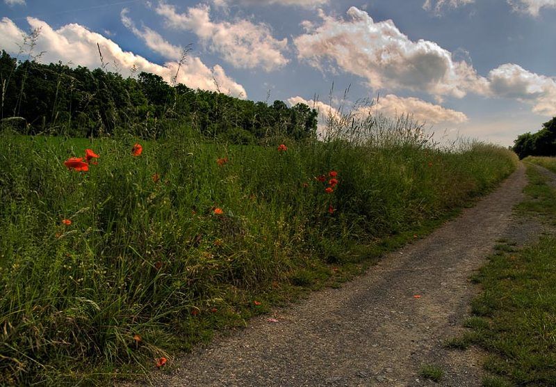 по поле, маки и дорожку photo preview