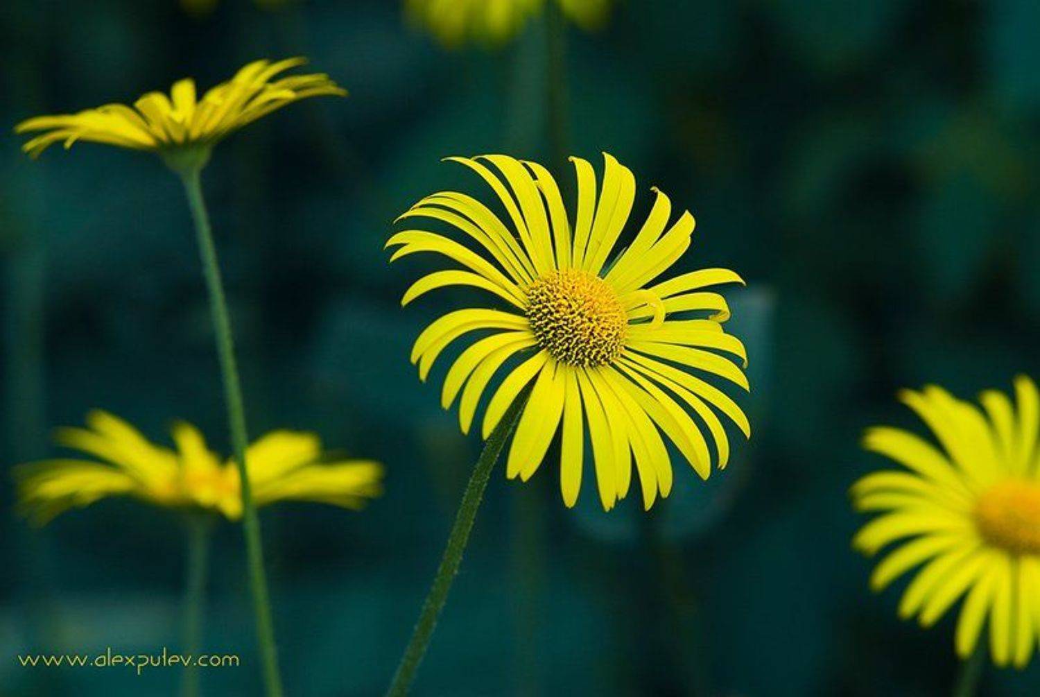 Солнечная диагональ. Автор: Александр Путев весна,цветы, Александр Путев
