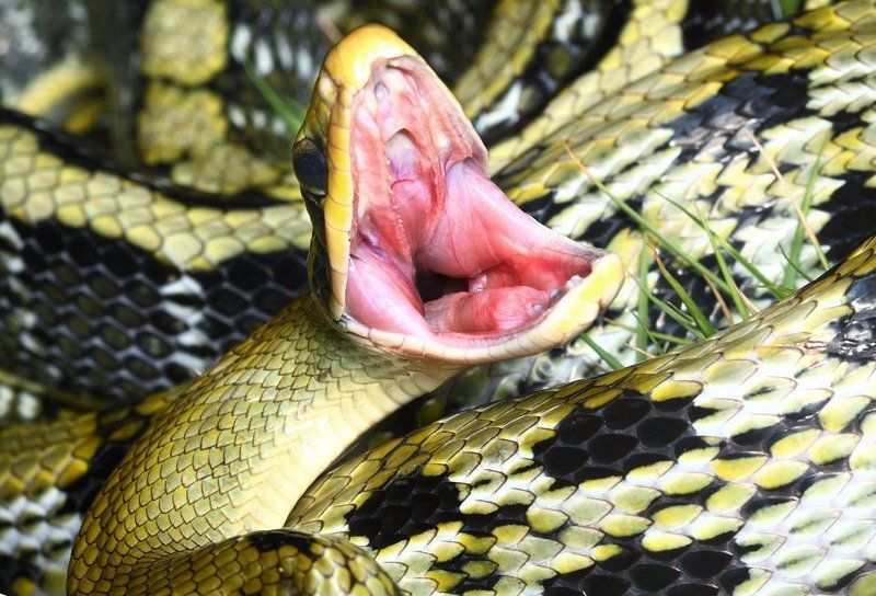 saxatilis, elaphe Saxatilis Elaphephoto preview