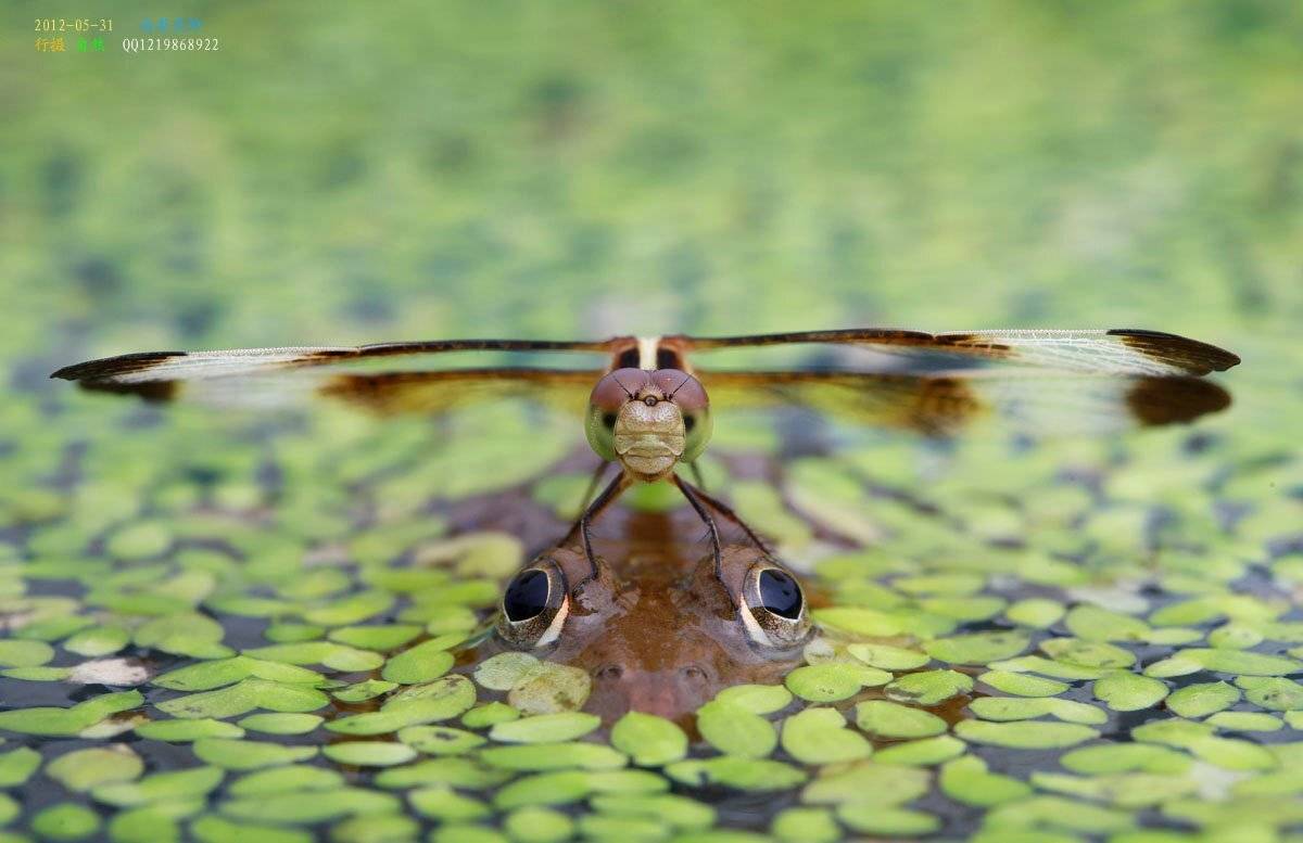 стрекоза, tyler