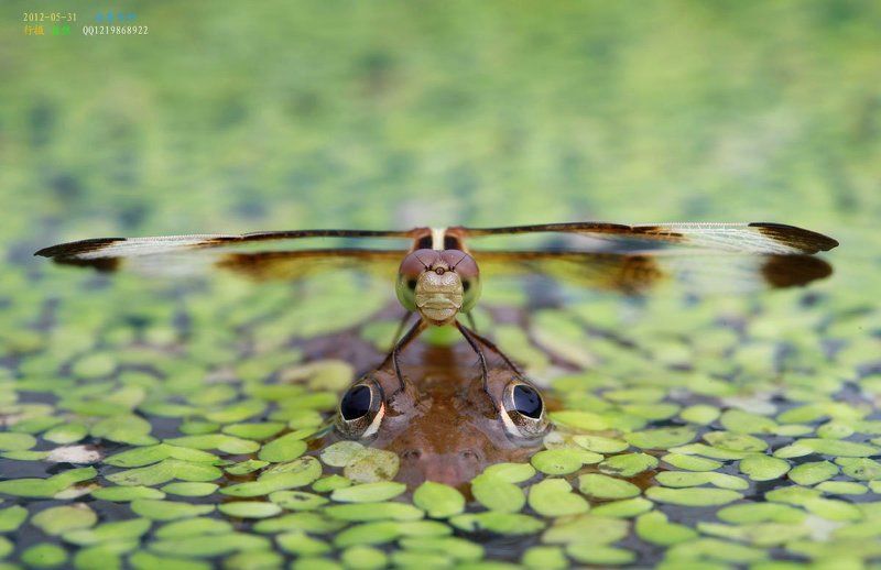 стрекоза стрекозаphoto preview