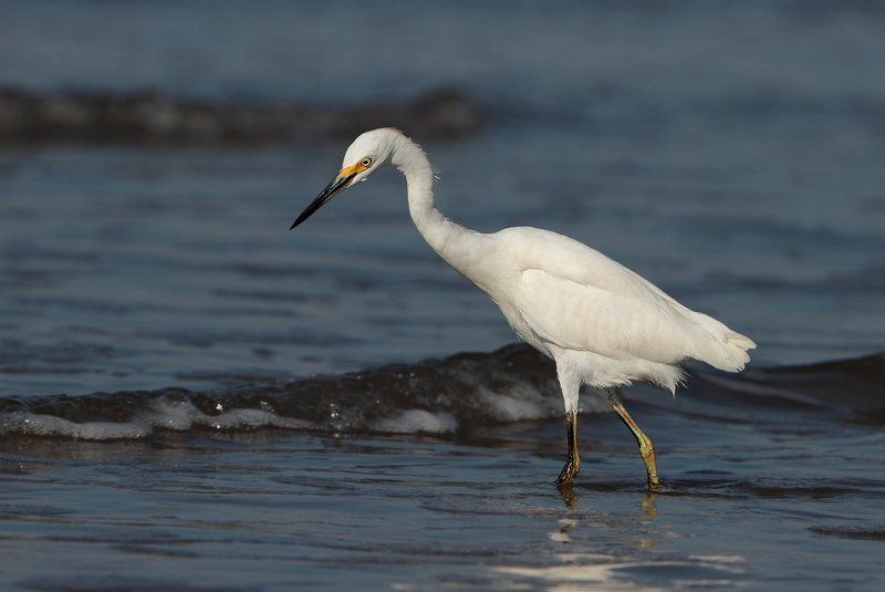 американская белая цапля, птицы, пернатые, бразилия как обедает цапляphoto preview