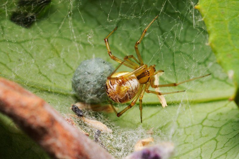 nikon, d7000, spider, macro, close-up, nature, arachnida, arthropoda, araneae, egg sac Наседкаphoto preview