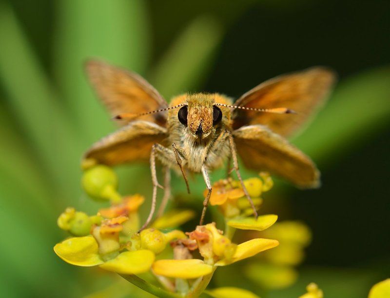 nikon, d7000, skipper, macro, close-up, nature, insect, lepidoptera, ochlodes sylvanus, макро, толстолголовка Посмотри мне в глазаphoto preview