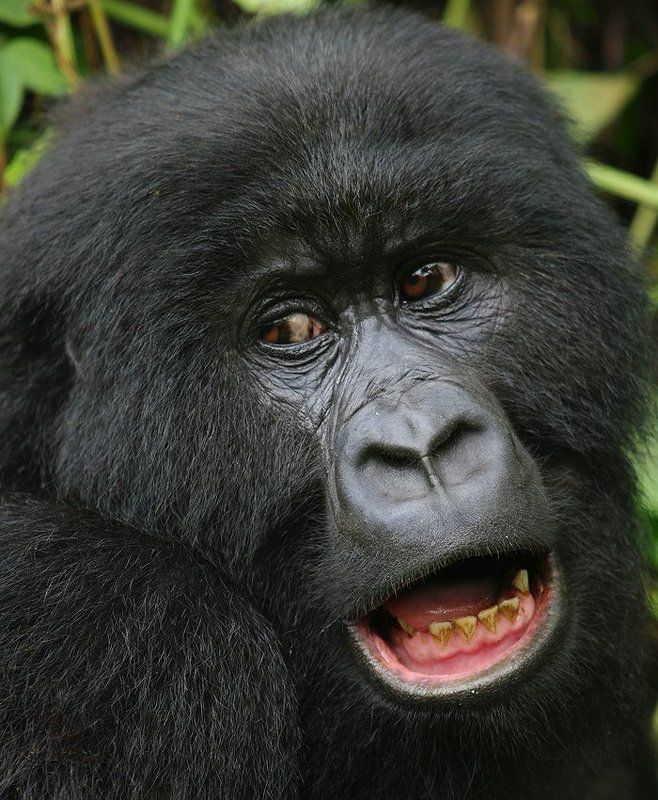 горные гориллы, gorilla beringei, заир, национальный парк вирунга Emotionsphoto preview