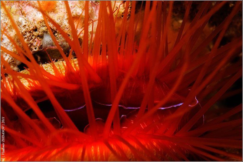 Про Электрического Мигающего Гребешка...photo preview