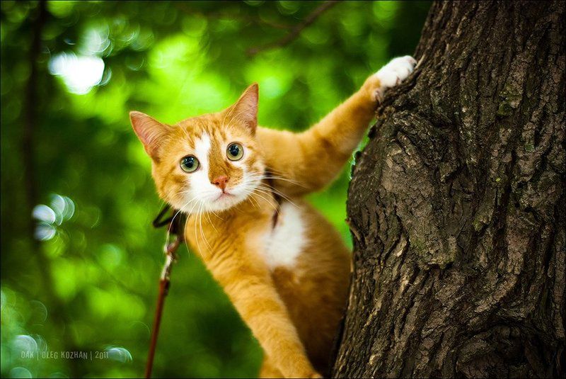 oleg kozhan, oakozhan s t y o p aphoto preview