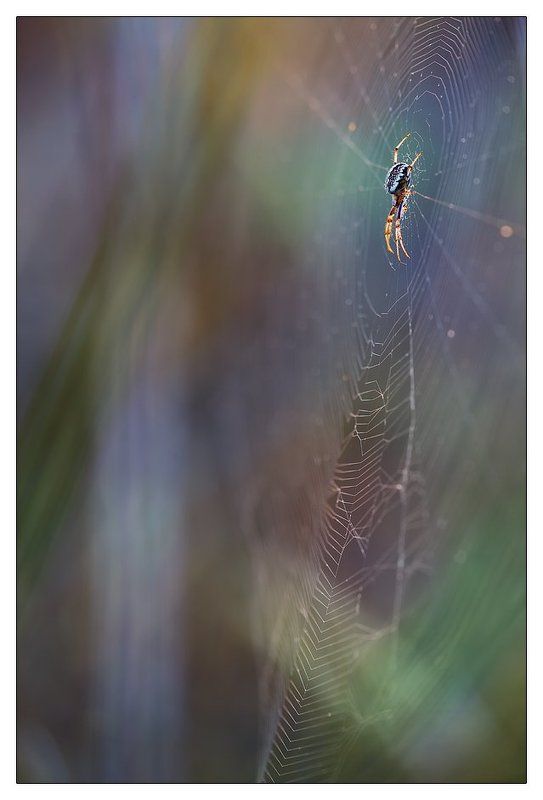 В засадеphoto preview